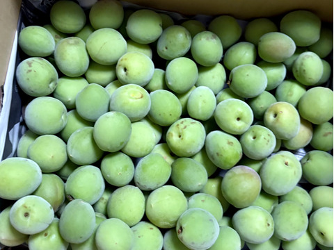 【期間限定】【南高梅】梅の香り　　2キロ