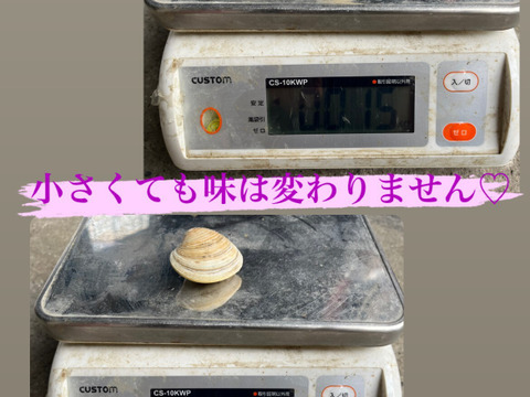 ホンビノス貝５㎏【SSサイズ～５０g】