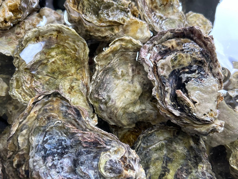 美味しさを大切な人に。広島産生牡蠣セット化粧箱入り　殻つき10個＋むき身400g　生商用　お歳暮用　清浄海域