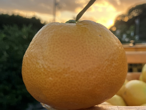 有田みかん・大きめ【9kg・ご家庭用】