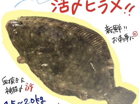 陸奥湾産天然ヒラメ【神経締め&血抜き済み！】1.5〜2.0kgサイズ