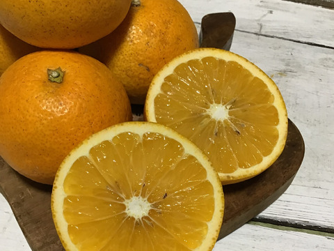 採れたてお届け！清見オレンジ1kg&爽やか八朔1kgセット【農薬不使用】