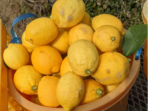 【完熟】【栽培期間中農薬不使用】大崎上島レモン1kg
