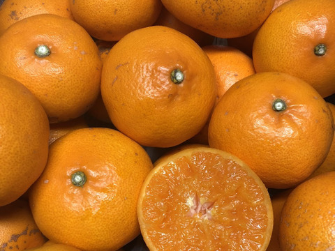 ●果汁あふれるトロけるせとか●家庭用