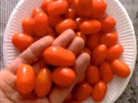 【予約販売】甘さも酸味も個性豊か！5種の贅沢ミニトマト食べ比べセット！農家直送！那須高原産　１.５Ｋ