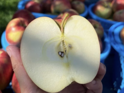 訳あり 小玉 サンつがる 3キロ箱 12～15玉 長野県産