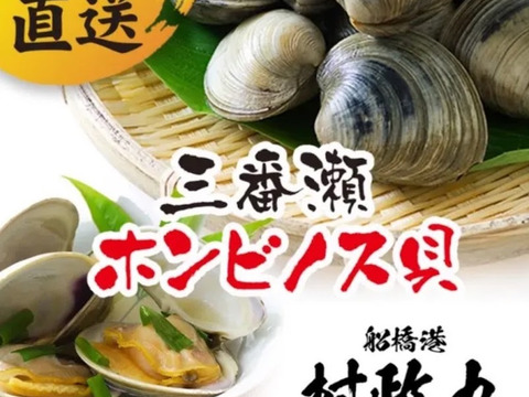 期間限定オマケつき！大きなホンビノス貝 1個150g〜200g【10玉】