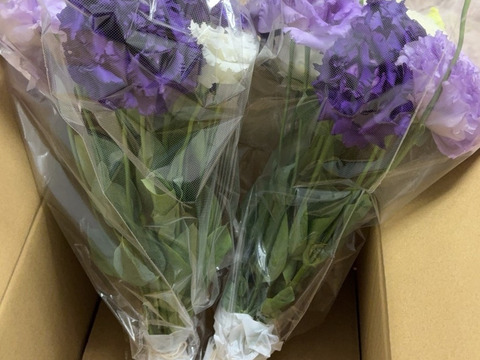 トルコキキョウ☆可愛い手のひらブーケ☆2束セット♪