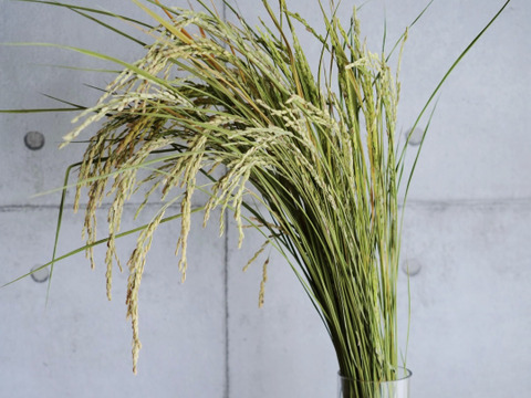 奇日根のミルキークイン　〜日頃の感謝を一味違うお米に込めて〜