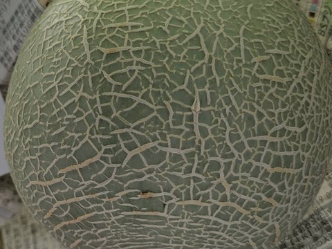 【10月末～収穫！！秋に美味しいメロンが食べられる！！】いつでも甘くておいしい大玉最高級メロン！「大利根ロマン 」予約