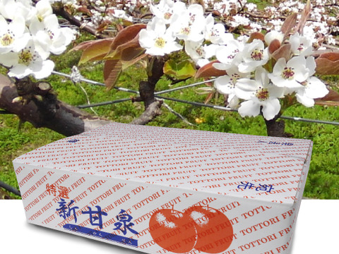規格外品[新甘泉(しんかんせん)]2.5kg箱(5-8玉)果汁たっぷり,鳥取県産,たにがみ農園