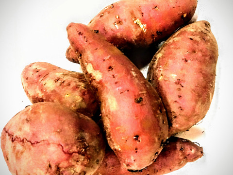 コロコロさつまいもセット❕色んな味が楽しい一口サイズの可愛いさつまいも