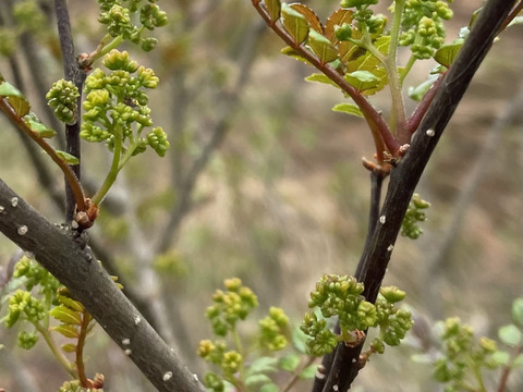 【予約商品】気品ある香り！花山椒25g  （美山産 栽培期間中農薬不使用）