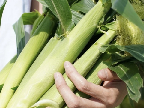 【朝採り】ヤングコーン【約5.0kg】