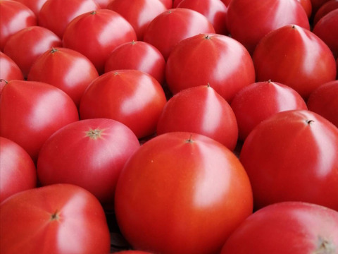 【高糖度】甘くて贅沢なフルーツトマト！約1キロ