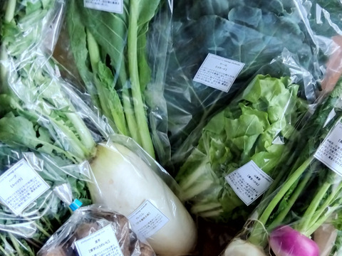 採れたて！季節の野菜セットSサイズ(固定種野菜・農薬不使用)