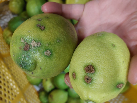 段々畑のレモン【希少な国産】2kg（箱込）