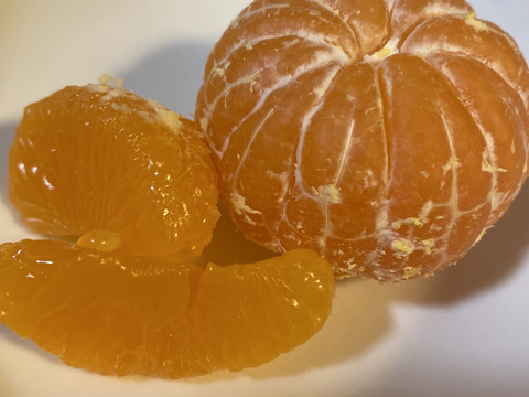 三ヶ日みかん早生「こつぶちゃんたち」5kg