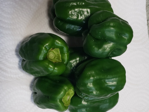とっても甘い普通のピーマン1kgセット