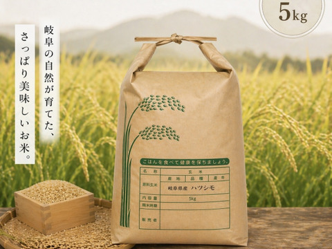 岐阜のお米 ハツシモ 令和7年産 玄米５Kg🌾