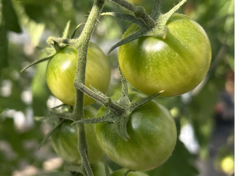 【高糖度】イナカカラトマト1KG【彩鮮やか】