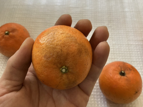 鹿児島県産「訳ありたんかん」※シミ、黒ずみ多数あります。中身は変わらず美味しい！