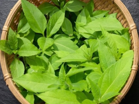 菊芋の生葉🌿農薬、除草剤、動物性肥料等不使用☆キクイモの葉🌿30枚🌿おひたしや菊芋茶作りなどに☆ゆうパックにてお届け🏣