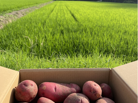 赤じゃがいも　2.5kg