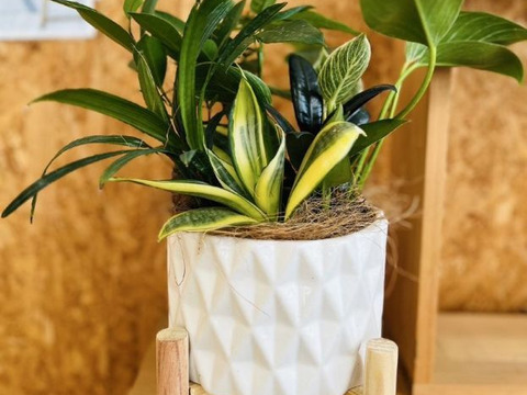 陶器　幸せを運ぶ観葉植物の5寸おまかせ寄せ植え（４～５品種）