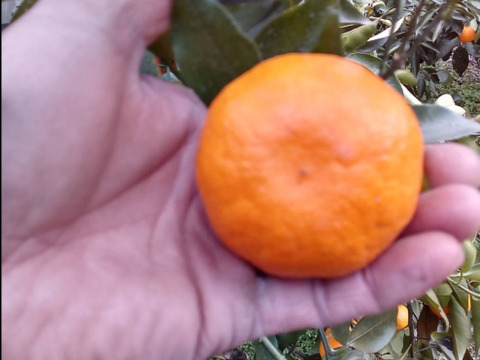 糖度19度【希少柑橘】あすみ（はるみの娘） 話題の新品高糖度！手で剥けるオレンジ