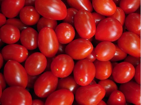 【本当にミニトマトなの？！】新品種『わにつかトマト こくあまプレミアム』【1.2kg】はじけるジューシーな味わい