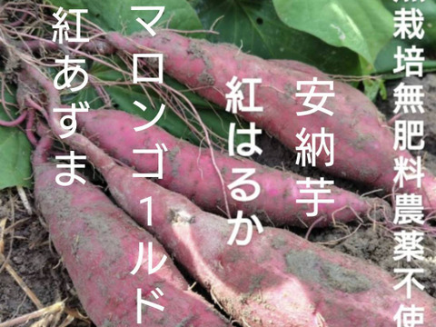 自然栽培★希少さつまいも食べ比べ3種！3キロ　固定種 在来種専門農家（ 淡路島産Awaji369farmからお届け4000円）農薬不使用　無肥料栽培　内容【安納いもマロンゴールド紅はるか】