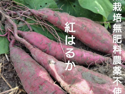 自然栽培★希少さつまいも食べ比べ3種！3キロ　固定種 在来種専門農家（ 淡路島産Awaji369farmからお届け4000円）農薬不使用　無肥料栽培　内容【安納いもマロンゴールド紅はるか】