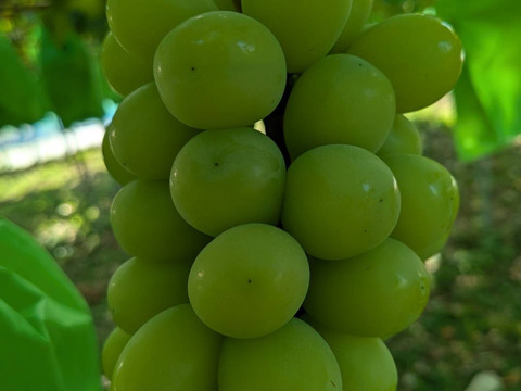 夏ギフト　青リンゴ味の赤ぶどうサニードルチェとエメラルドの輝きシャインマスカット2房入箱（一房約400〜500g）