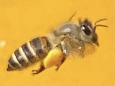 【美味しさに感動】日本蜜蜂の生ハチミツ220g×3個　非加熱／無添加