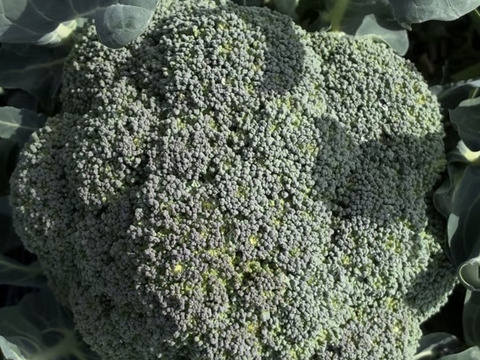 【予約限定】旬の瞬間にドロップ。船橋・三咲の土が育てた極上の蕾！ブロッコリー！