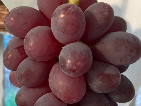 希少品種〔黒いバラード〕種なし皮ごと🍇約１ｋｇ　クール便送り
