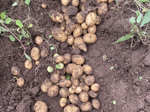 自然栽培・馬耕・馬と育てたじゃがいも　マチルダ　2kg