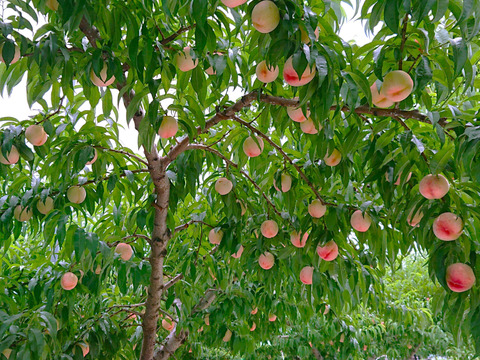 【特秀品】【朝どれ】おさだ農園の桃　山梨オリジナル品種　『夢みずき』　2㎏（6玉）