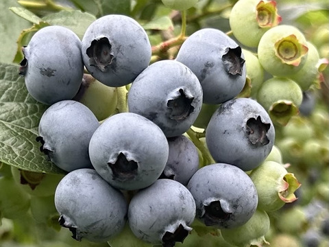 摘みたて【生食用】1kg　朝収穫　ブルーベリー　125g×8パック　1kg