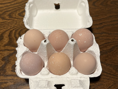 烏骨鶏のたまご10個入り1パック
名古屋コーチン6個入り1パック
アローカナ6個入り1パック
セット