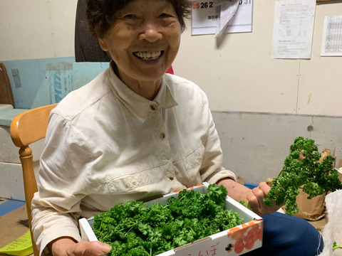 【シーズン限定】高栄養価！長野県産おばあちゃんのパセリ (200g)