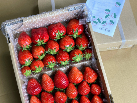 【食べ納め】お家でいちご狩り気分! じゅわっと甘い(^^)サイズいろいろ群馬のいちご【やよいひめ】3箱