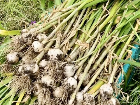 【小ぶりだけど美味しいです！！】玉ねぎニンニクセット