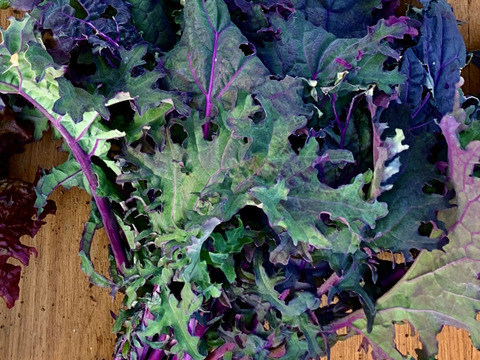 瀬戸内育ち 赤軸ケール（レッドロシアンケール）1kg｜サラダ・スムージー用