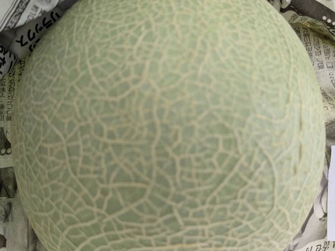 【10月末～収穫！！秋に美味しいメロンが食べられる！！】いつでも甘くておいしい大玉最高級メロン！「大利根ロマン 」予約