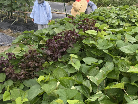 我が子に食べさせたい野菜を｜志学農
園の白菜 3玉（約5kg）栽培期間中農薬・化学肥料不使用