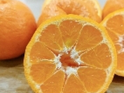 希少価値【3月～】越冬完熟！希少 高しょう系ポンカン