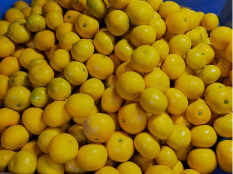 【柑橘食べ比べ】6種 3kg(箱込)