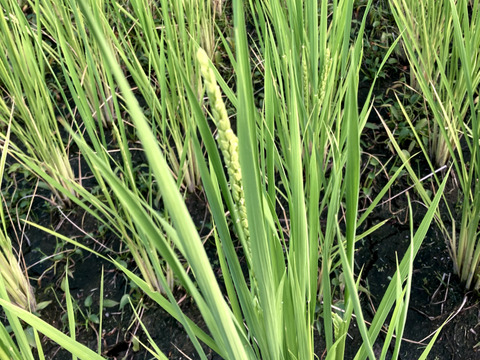 【令和7年 新米】いのちの壱 白米2kg （大粒希少米）岐阜県産